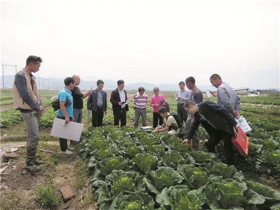 白菜百货超市，从田间到都市的零售革命