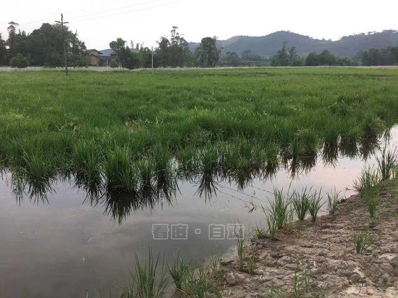 澳洲在线英语学习，探索英语教育的无限可能